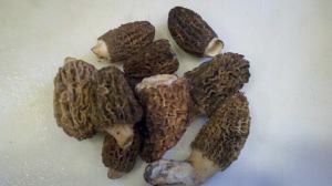 morels